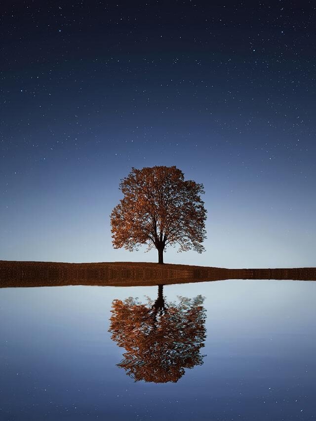 tree, lake, stars-838667.jpg