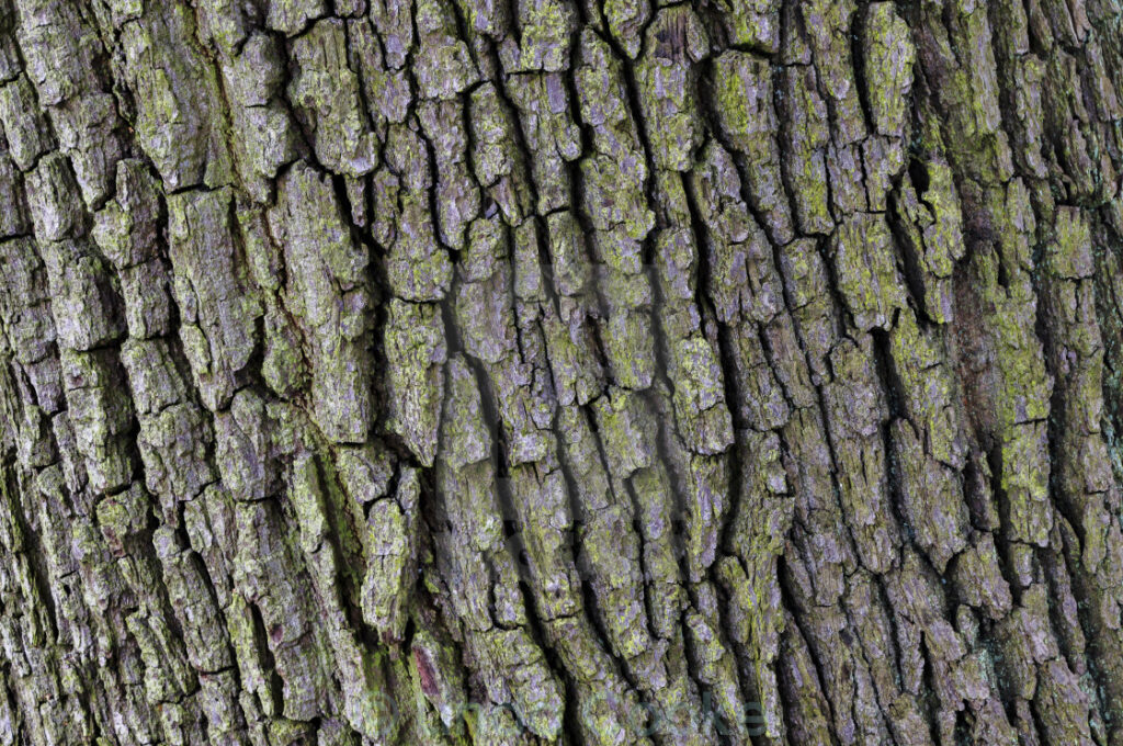 oak bark